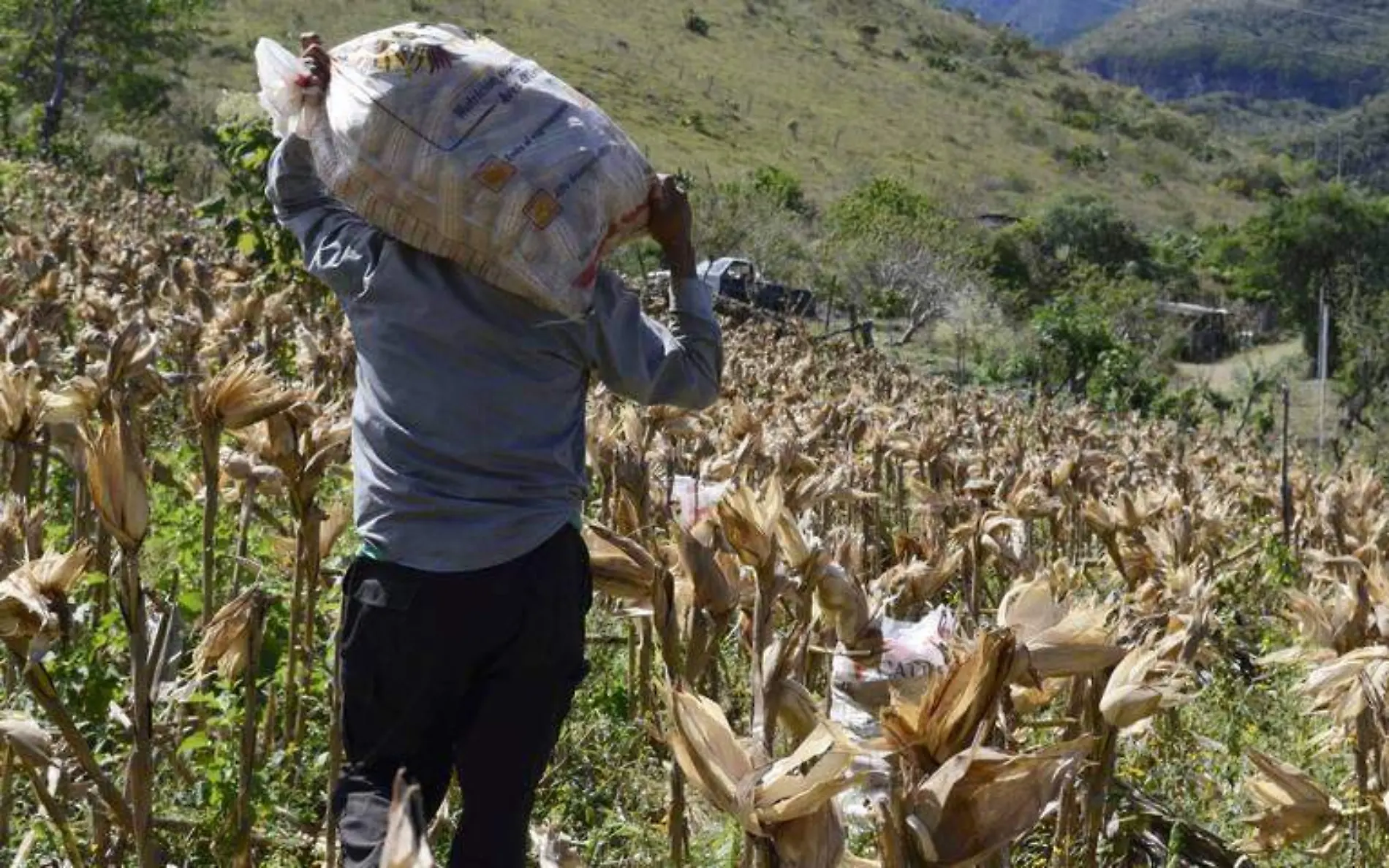 Guerrero Campesinos